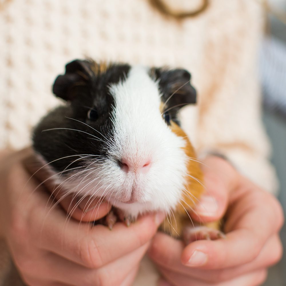 Guinea Pig In Hands 1000x1000