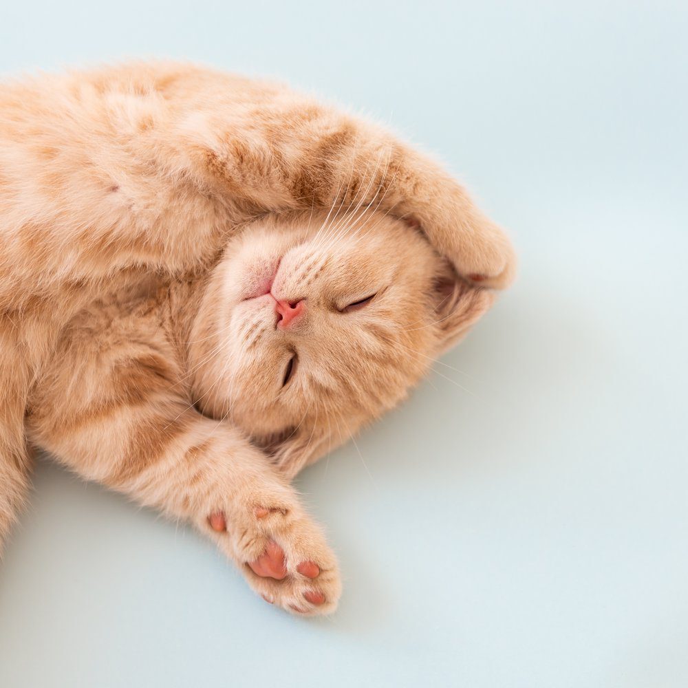 Sleeping Orange Cat